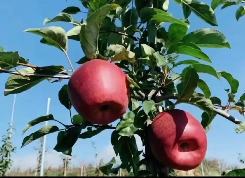 红露苹果