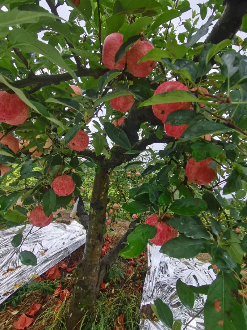 红露苹果