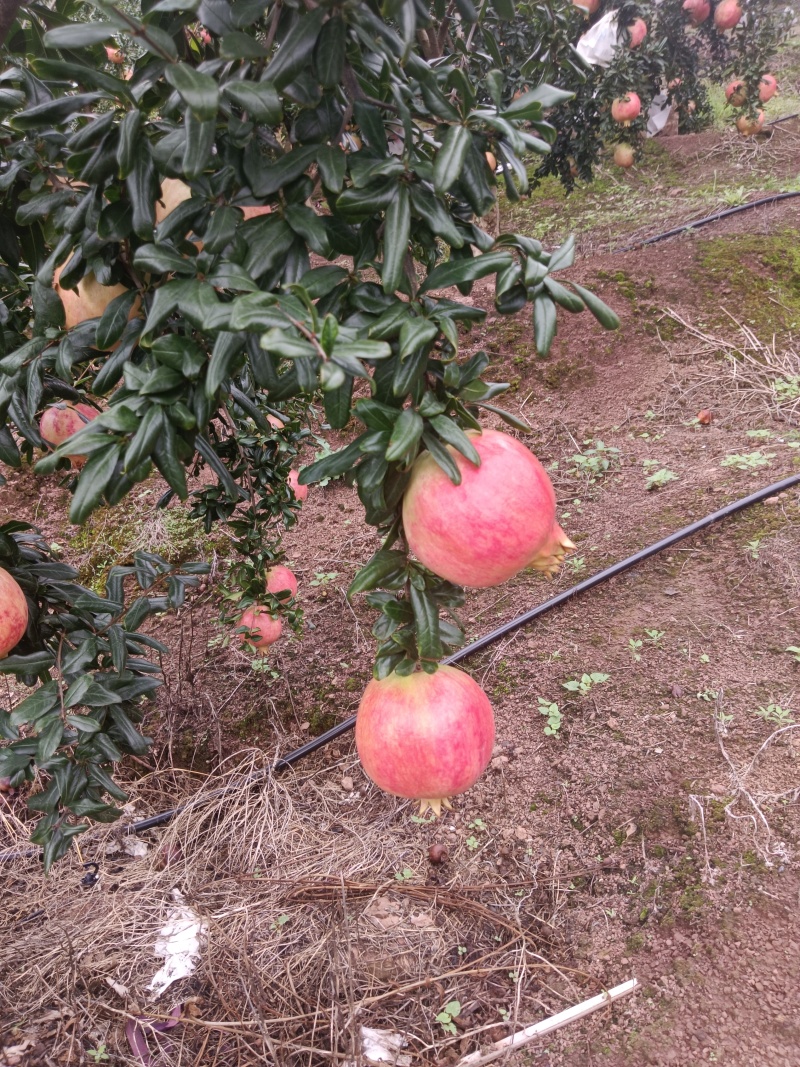 今日份石榴成色，开始上市