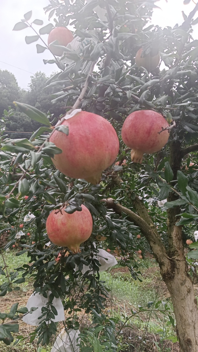 今日份成色，上市中，做石榴的亲们开始了哦