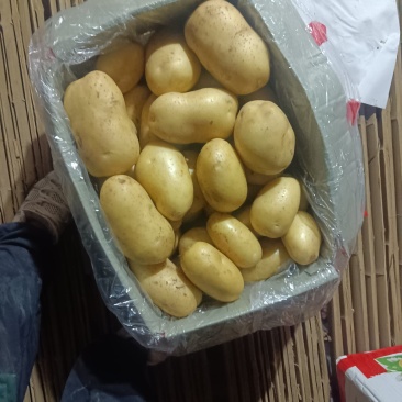 肥城二模v7土豆，一手货源，品质保证，价格便宜，欢迎来电