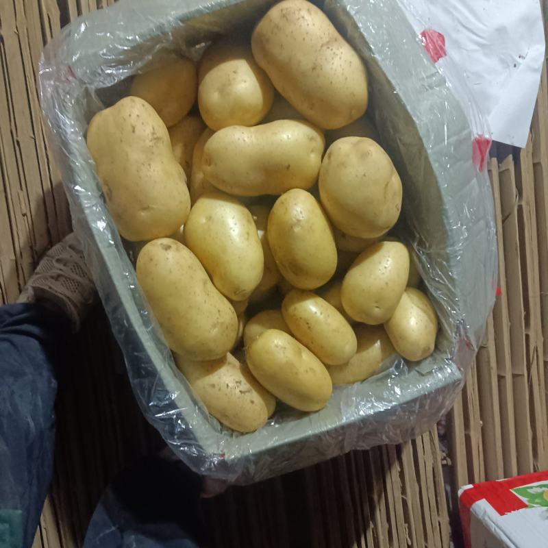 肥城二模v7土豆，一手货源，品质保证，价格便宜，欢迎来电