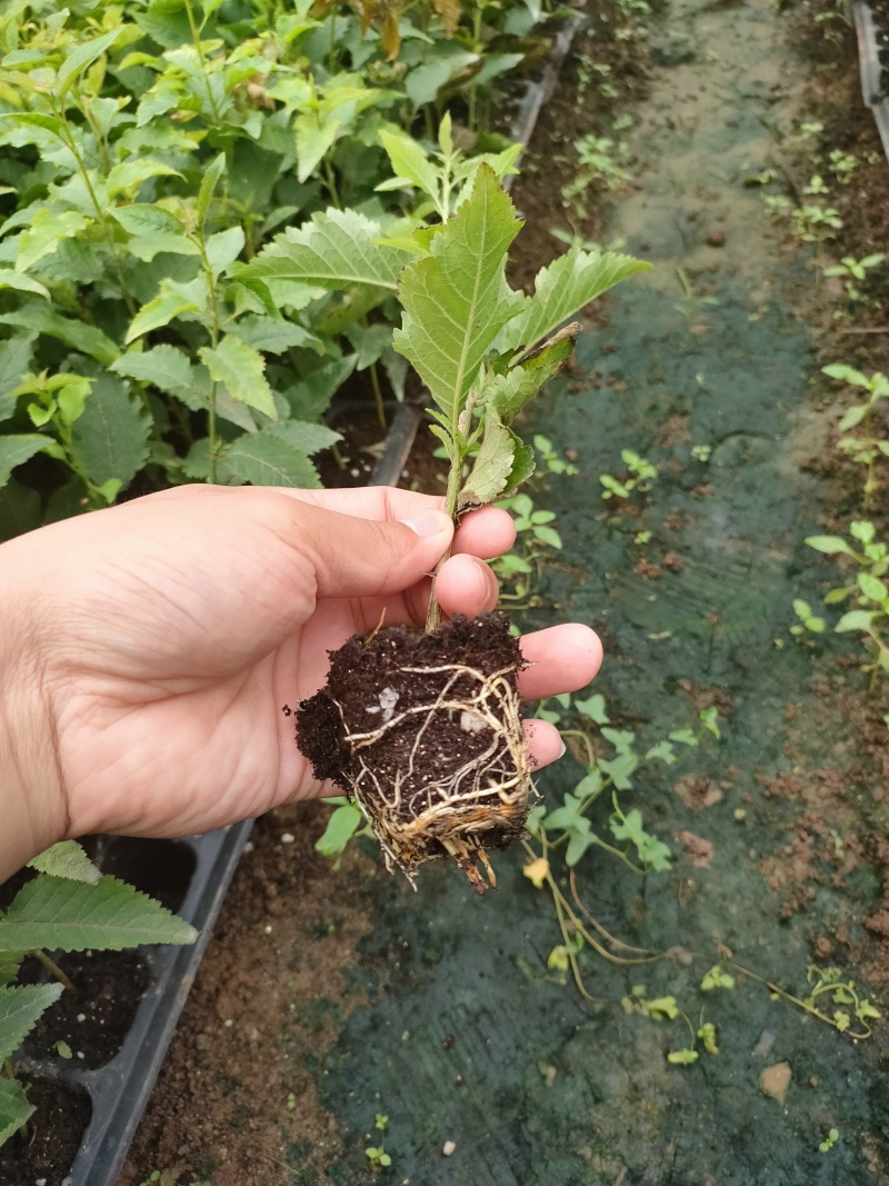 基地出售大樱桃砧木苗吉塞拉6号12号大青叶兰丁