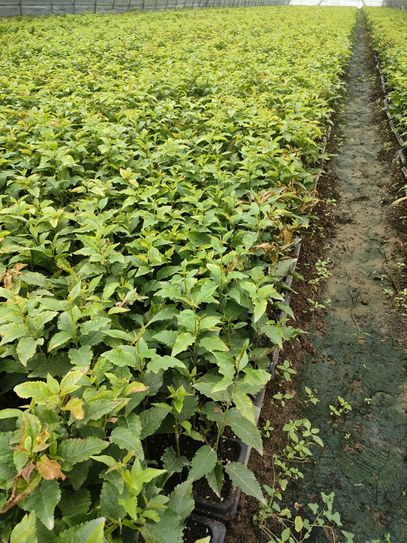 基地出售大樱桃砧木苗吉塞拉6号12号大青叶兰丁