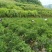 湘西高山千亩辣椒基地