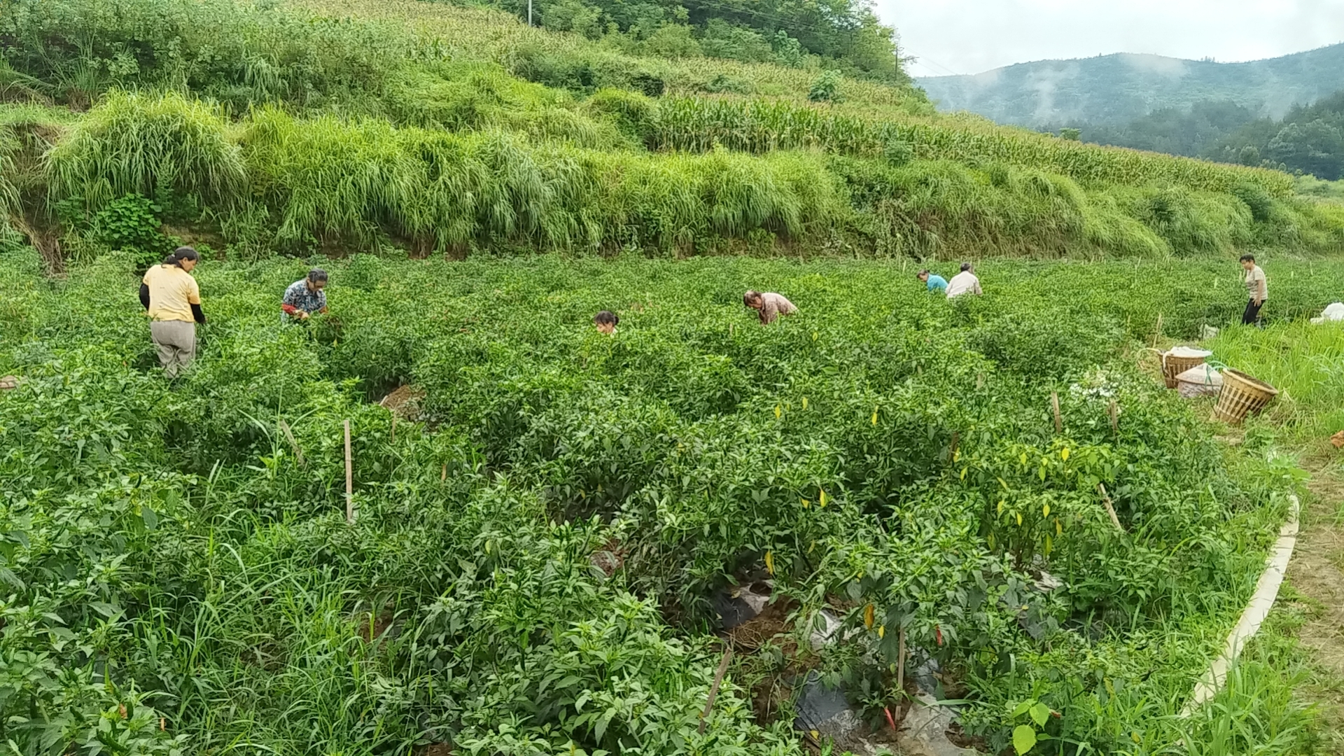 辣椒田中农民正在采收新鲜薄皮辣椒,绿意盎然的田野与红色辣椒交相辉映 新鲜薄皮辣椒田间种植场景