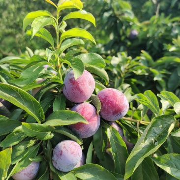 高山脆红李