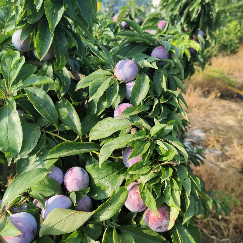 高山脆红李