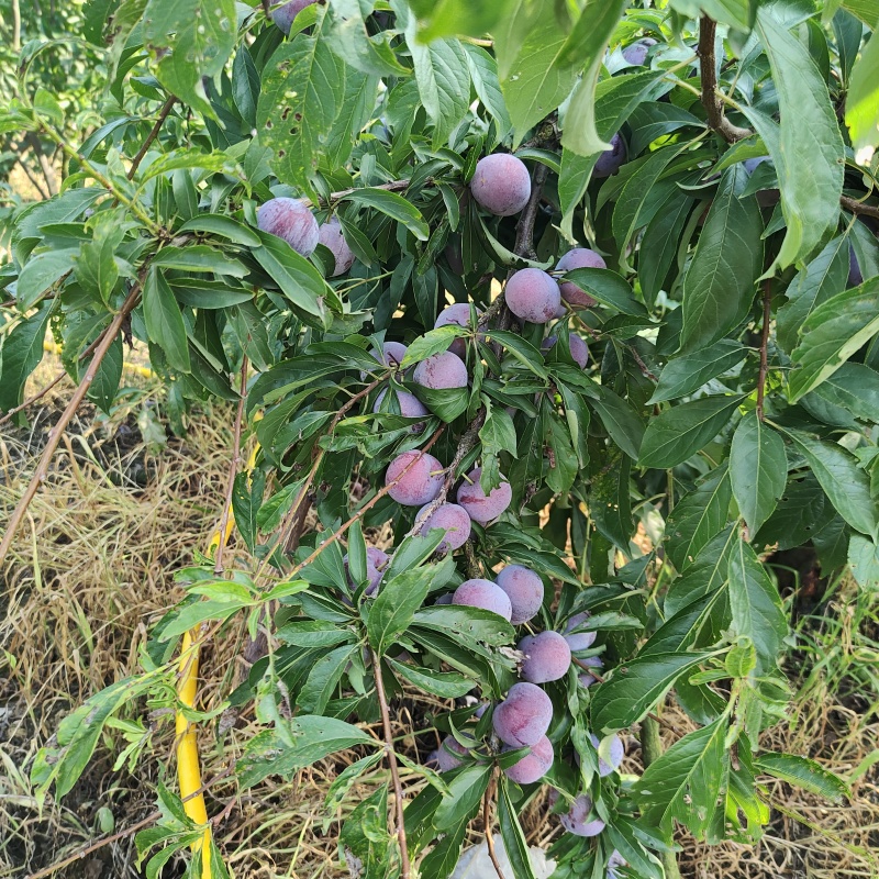 高山脆红李