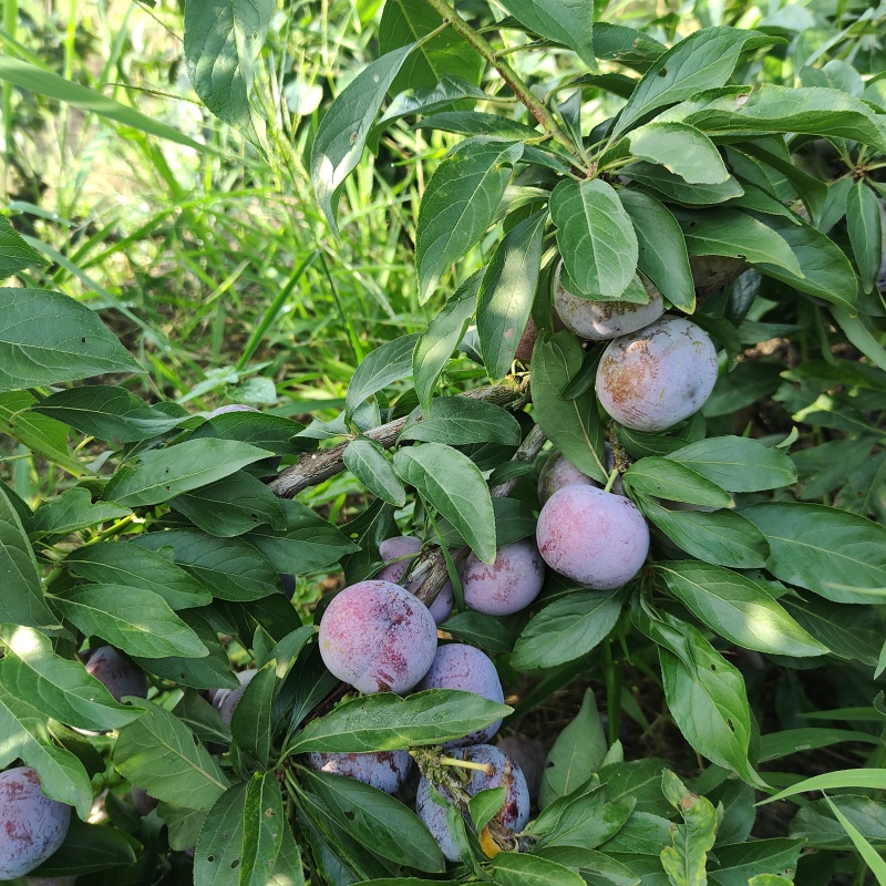 高山脆红李