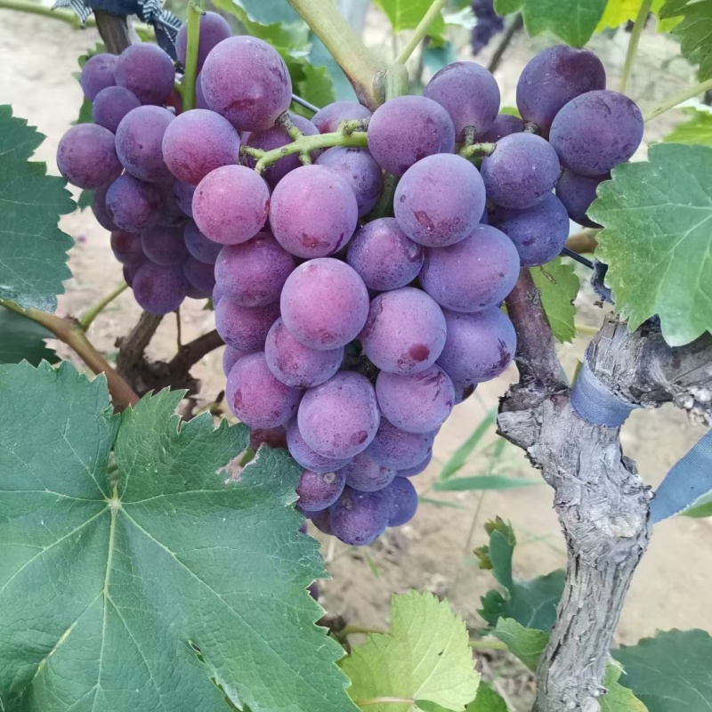 巨峰葡萄大量上市