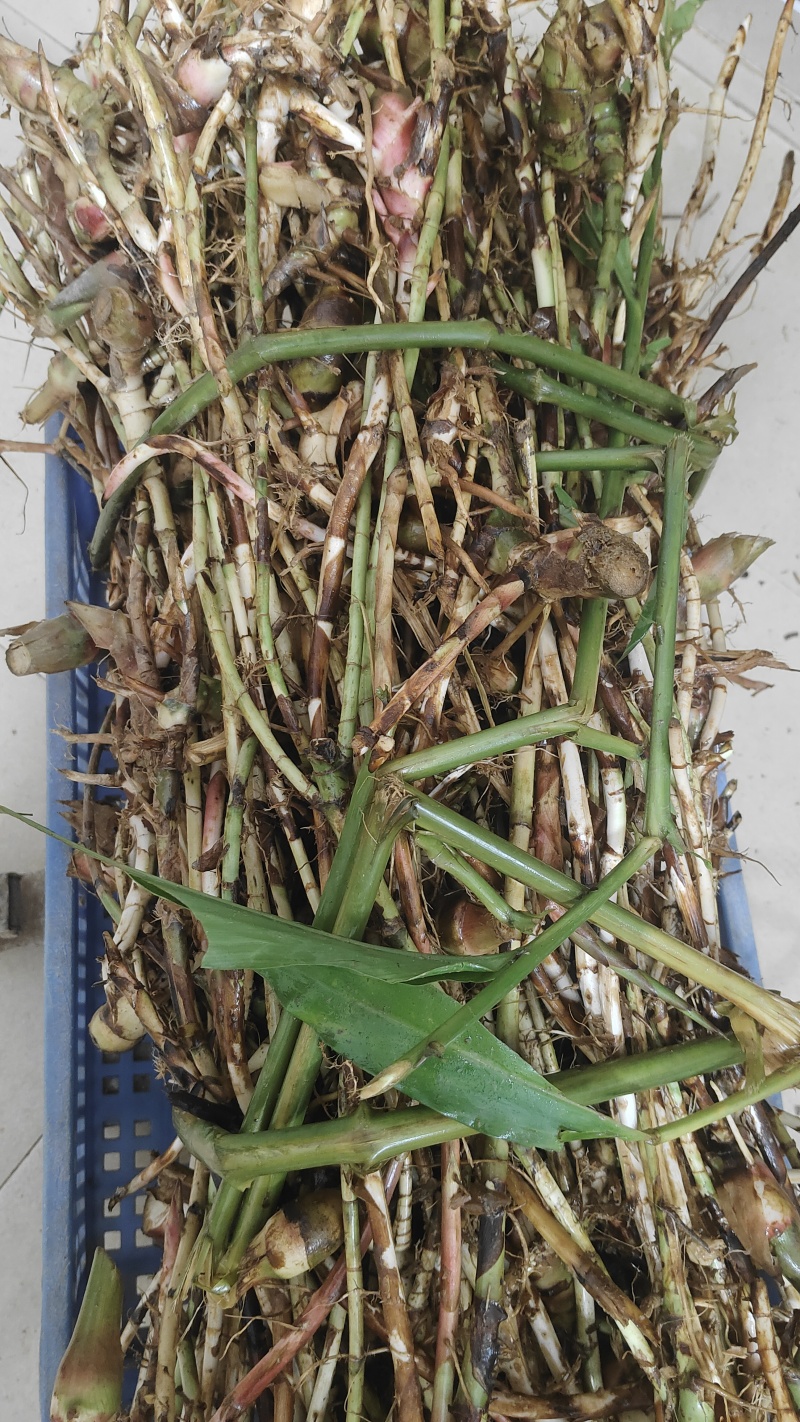 新鲜春砂仁根阳春春砂仁鲜根产地直发