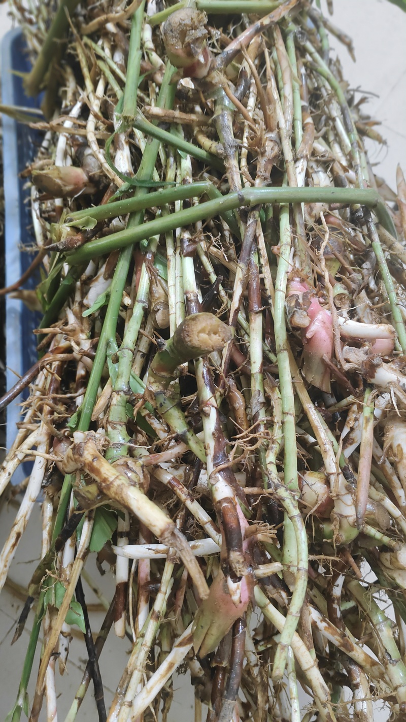 新鲜春砂仁根阳春春砂仁鲜根产地直发