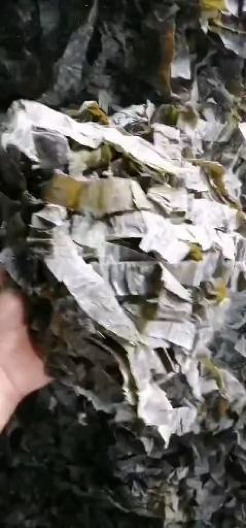 海带条麻辣烫海带条干海带海带条水洗烘干海带条产地直发