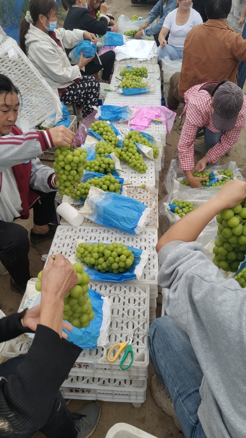 【精品】河南阳光玫瑰葡萄价优物美，产地直销欢迎老板合作