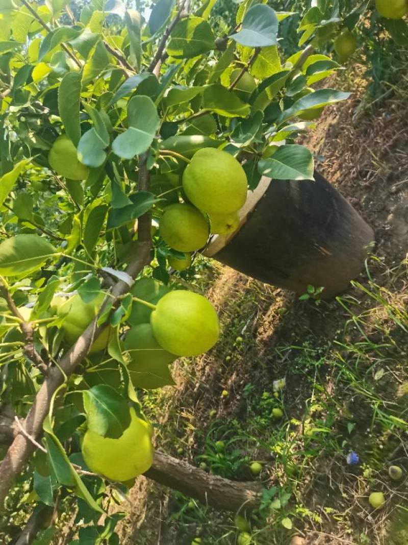 早酥梨