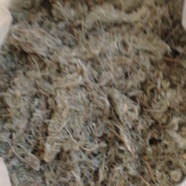 茵陈