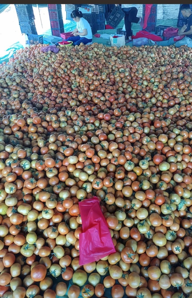 做番茄酱，赶集货，河北小车，联系我，