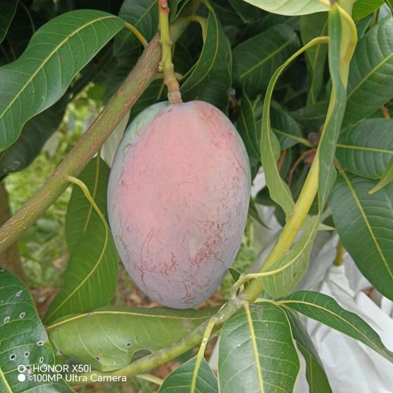 攀枝花凯特芒果大量上市需要的老板联系保质保量面向全国发货