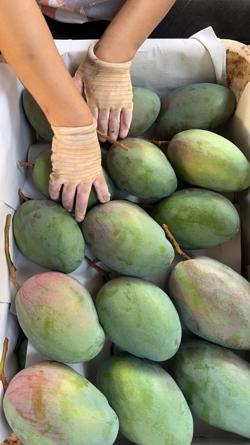 攀枝花凯特芒果大量上市需要的老板联系保质保量面向全国发货