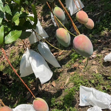 攀枝花凯特芒果大量上市需要的老板联系保质保量面向全国发货