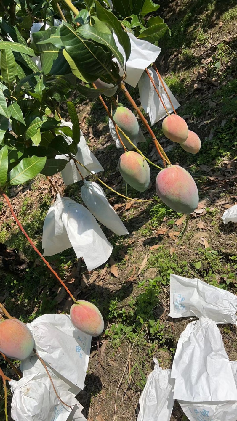 攀枝花凯特芒果大量上市需要的老板联系保质保量面向全国发货