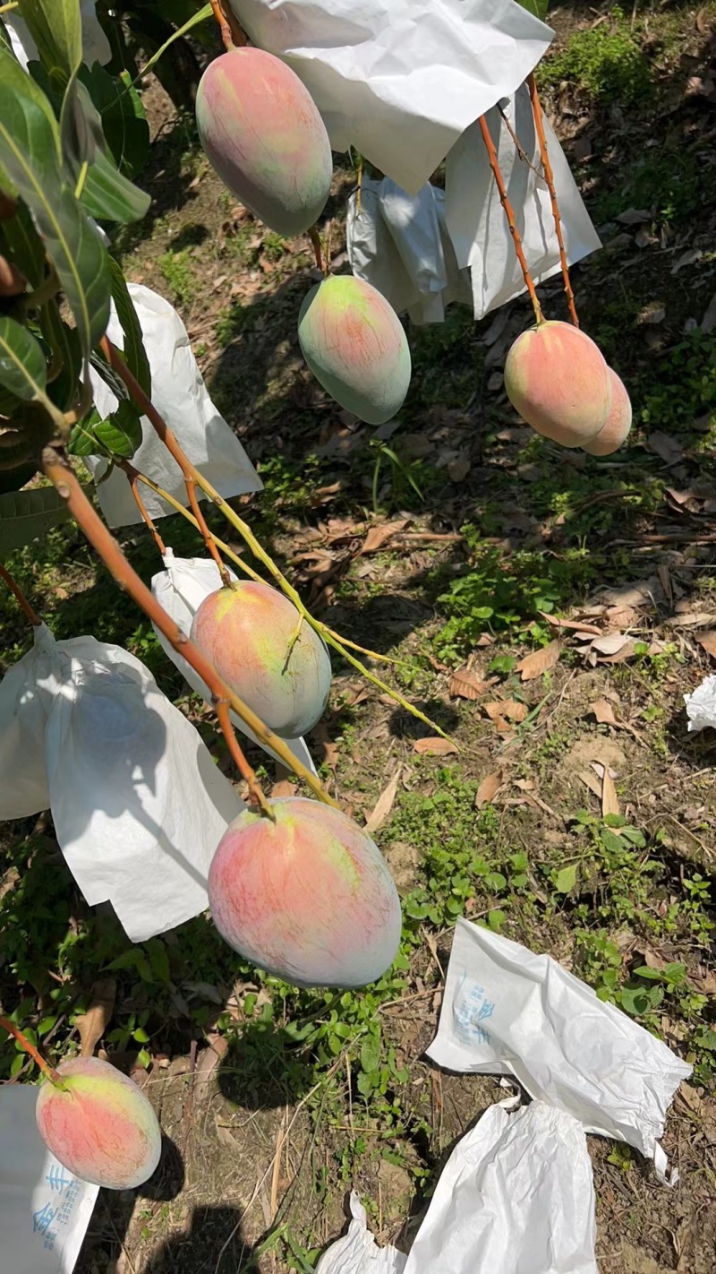 攀枝花凯特芒果大量上市需要的老板联系保质保量面向全国发货