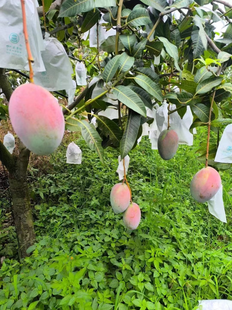 攀枝花凯特芒果大量上市需要的老板联系保质保量面向全国发货