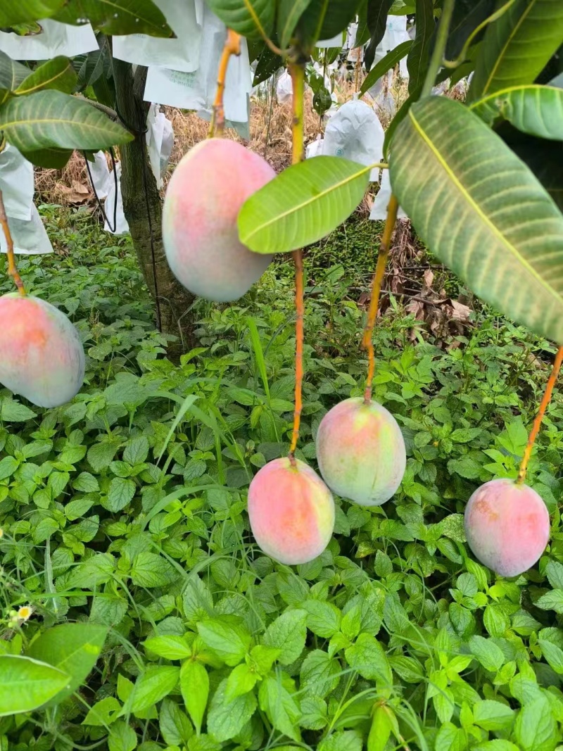 攀枝花凯特芒果大量上市需要的老板联系保质保量面向全国发货