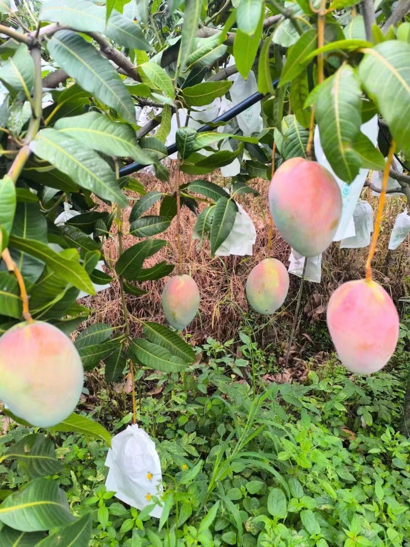 攀枝花凯特芒果大量上市需要的老板联系保质保量面向全国发货