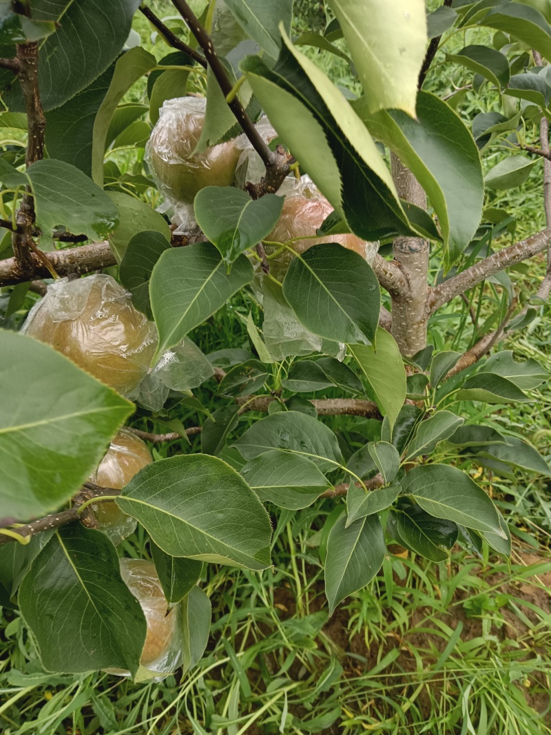 山西玉露香梨生产基地