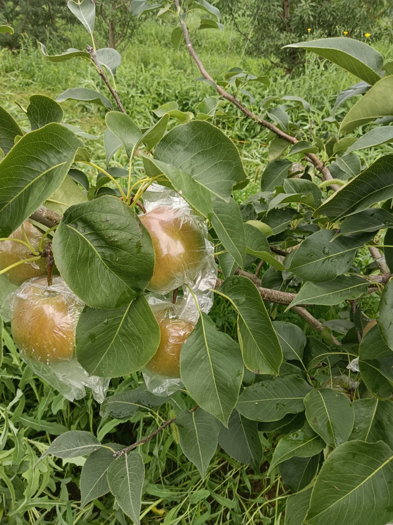 山西玉露香梨生产基地