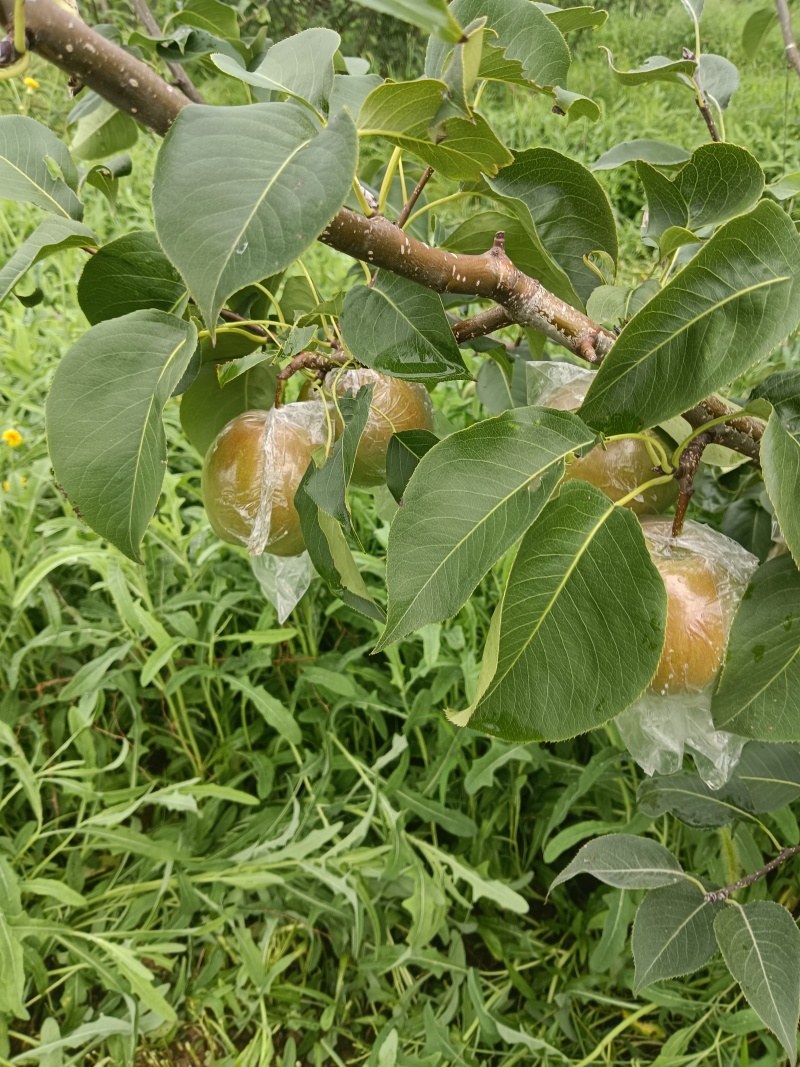 山西玉露香梨生产基地