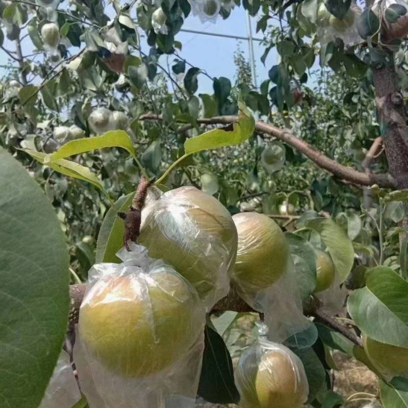 山西玉露香梨生产基地