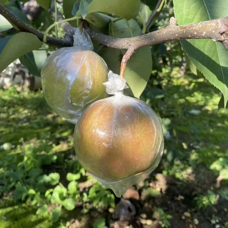 山西玉露香梨生产基地