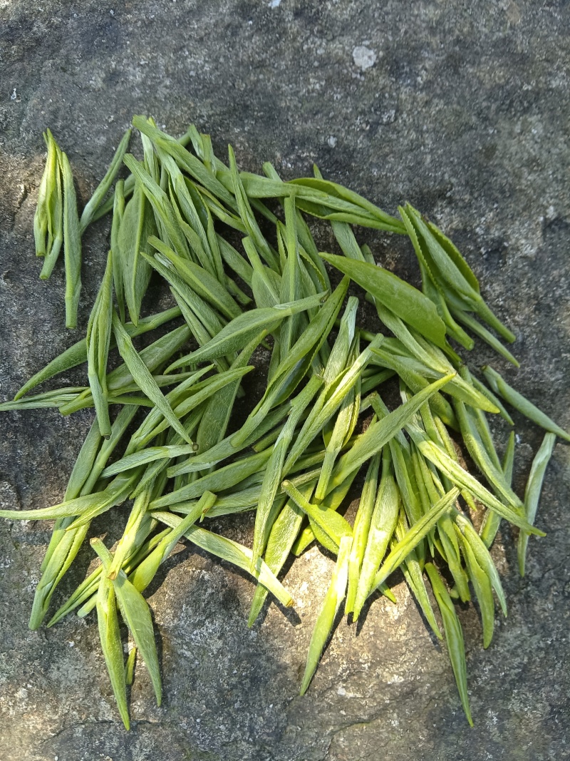 117茶树苗，芽头壮长势好，耐寒早熟不早衰，欢迎来电