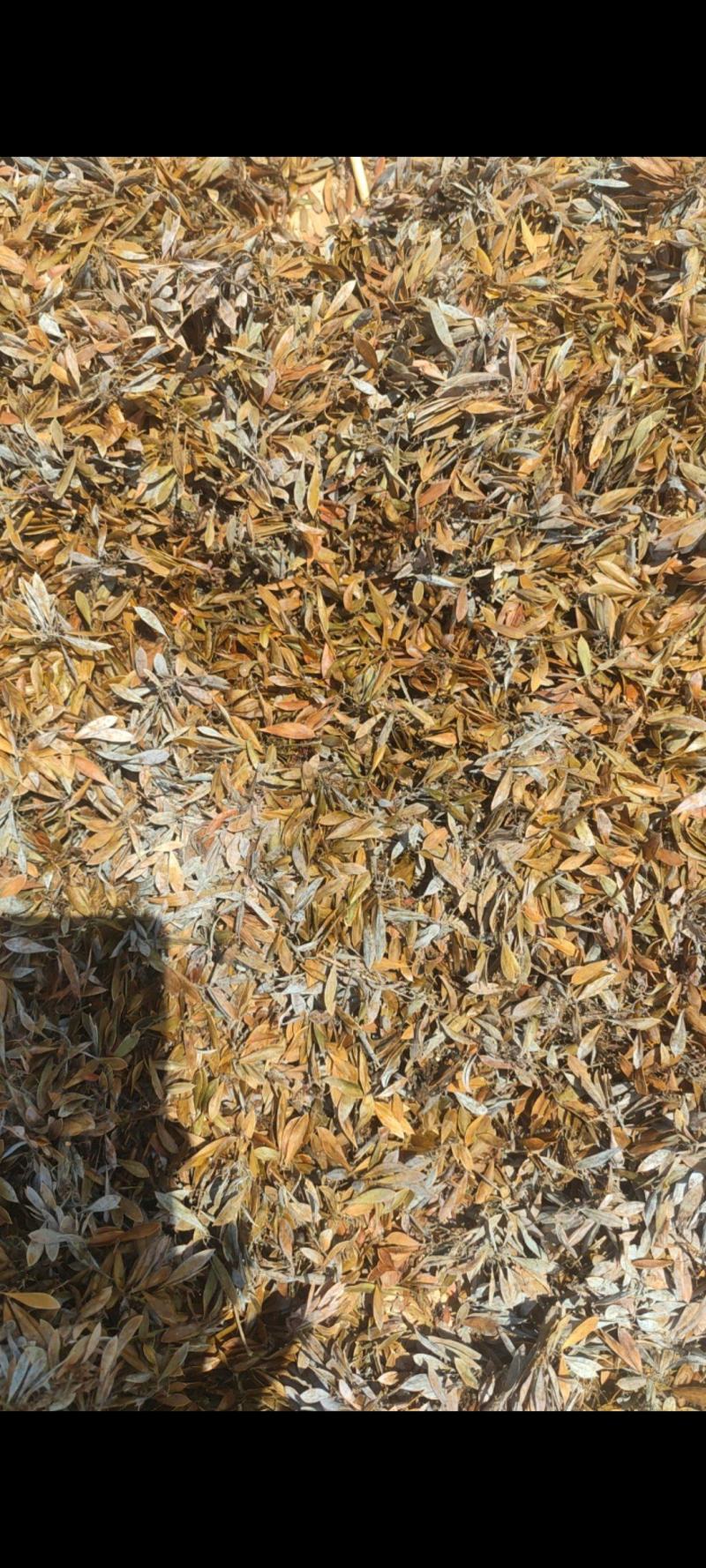 大别山野生博落回果荚