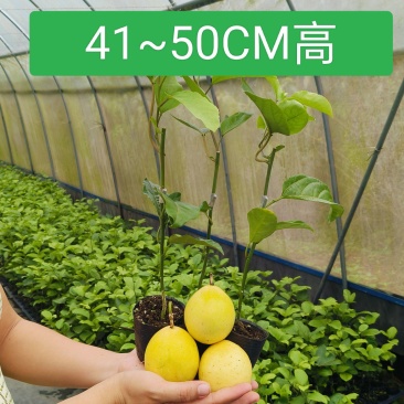 钦蜜9号黄金百香果嫁接苗,场地直销,一手贷源