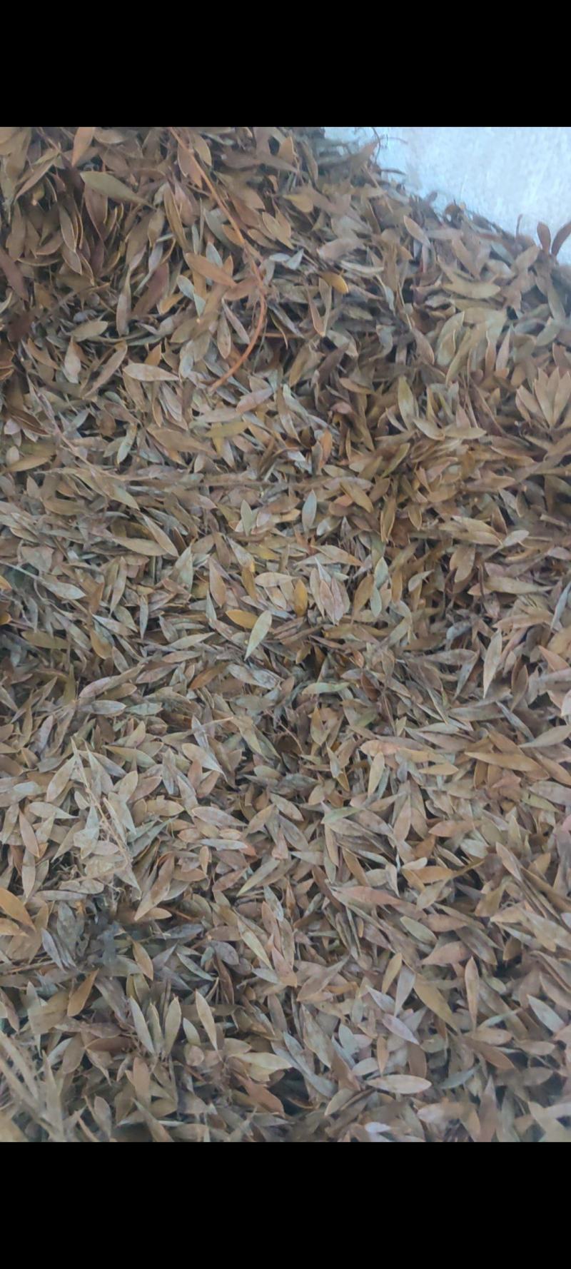 大别山野生博落回果荚