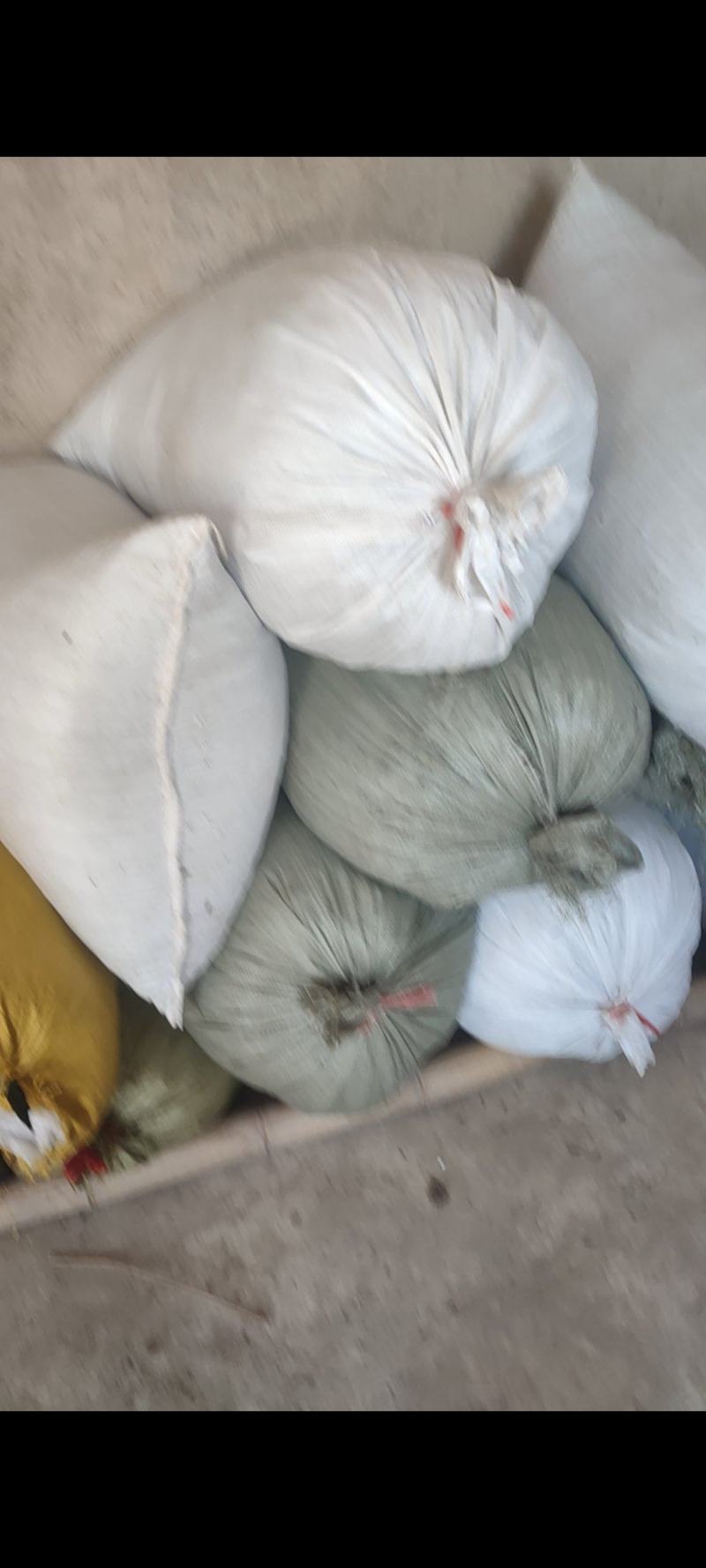 大别山野生博落回果荚