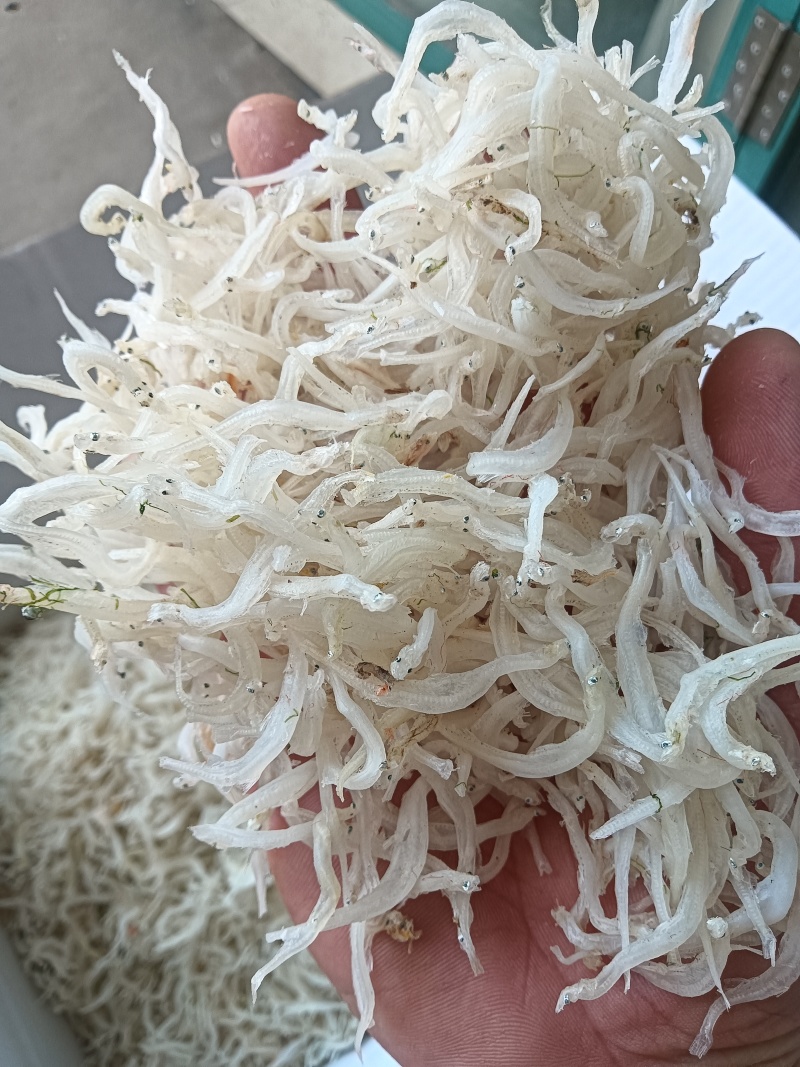 银鱼干！白色！干度干！淡干！