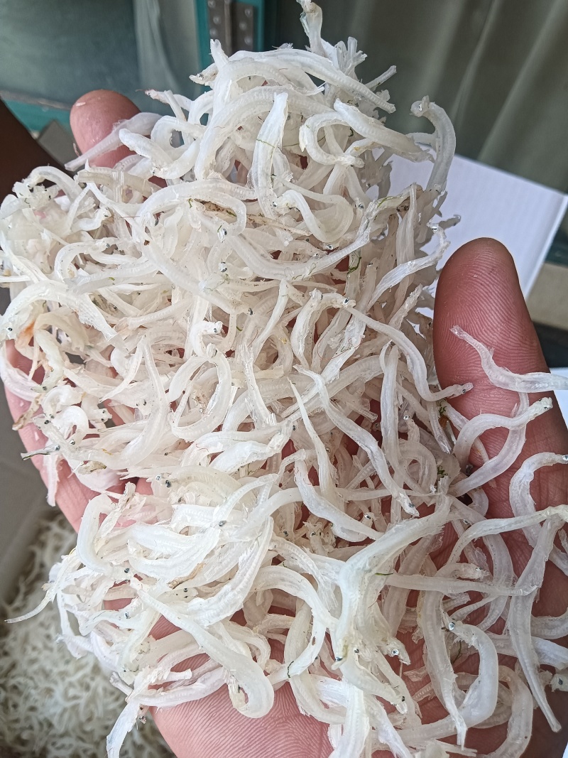 银鱼干！白色！干度干！淡干！