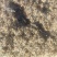 大别山野生博落回果荚