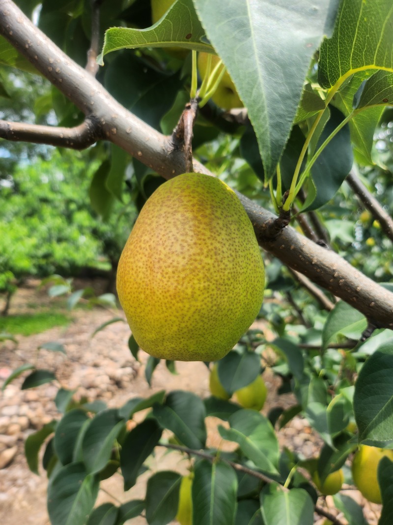 香梨