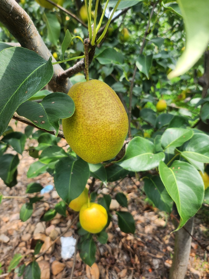 香梨