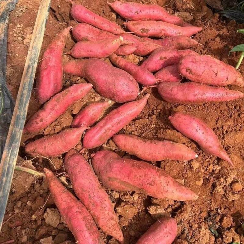 【实力推荐】精品西瓜红万亩种植基地接受种植订单欢迎来电