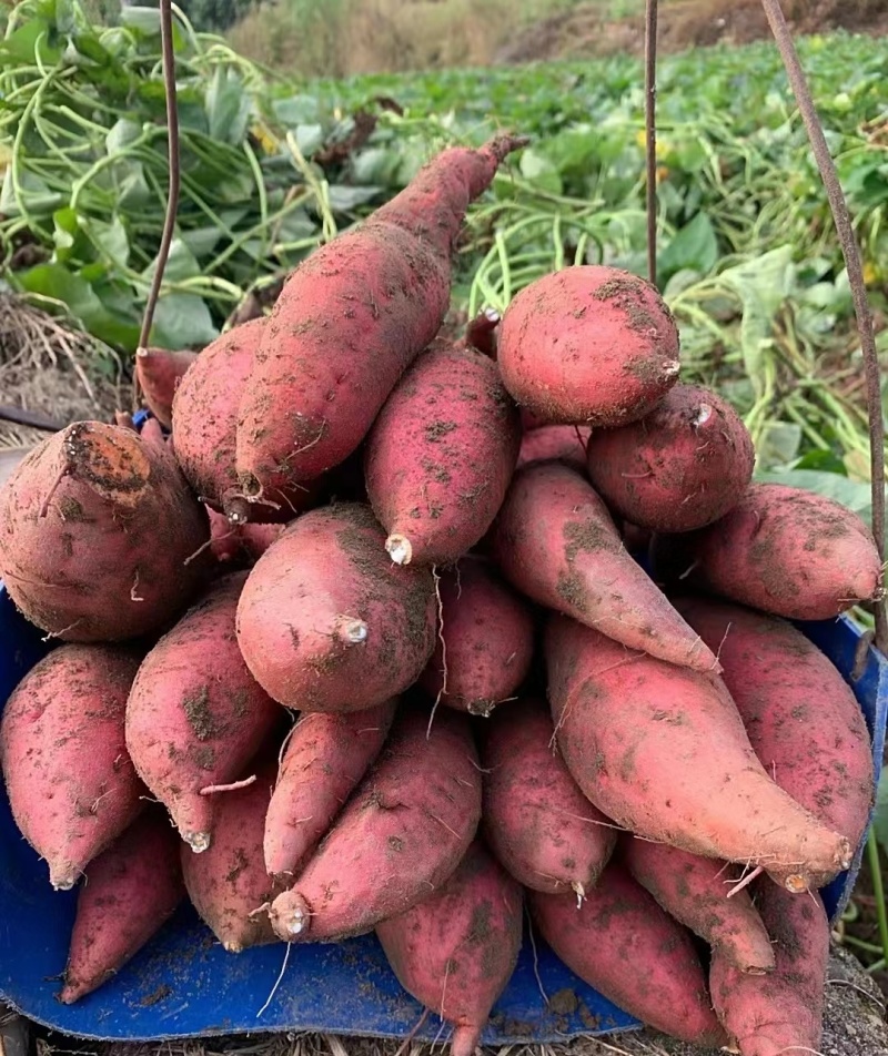 【实力推荐】精品西瓜红万亩种植基地接受种植订单欢迎来电