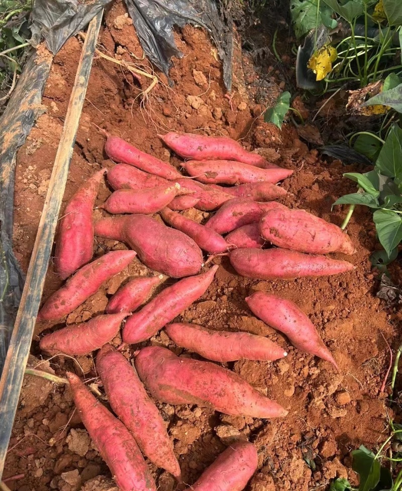 【实力推荐】精品西瓜红万亩种植基地接受种植订单欢迎来电