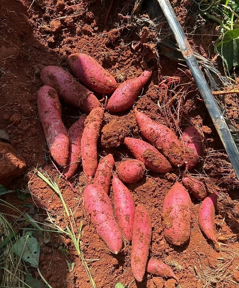 【实力推荐】精品西瓜红万亩种植基地接受种植订单欢迎来电