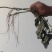 【实力推荐】精品西瓜红万亩种植基地接受种植订单欢迎来电